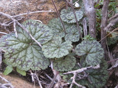 Pelargonium barklyi