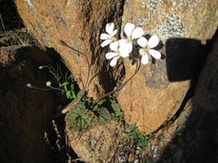 Pelargonium barklyi