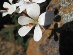 Pelargonium barklyi