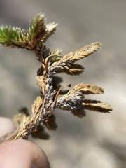 Selaginella watsonii