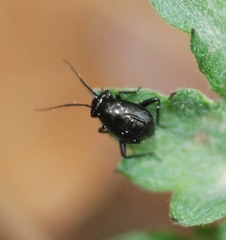 Orthocephalus funestus