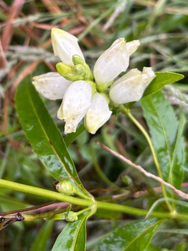 white turtlehead