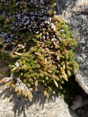 Selaginella watsonii