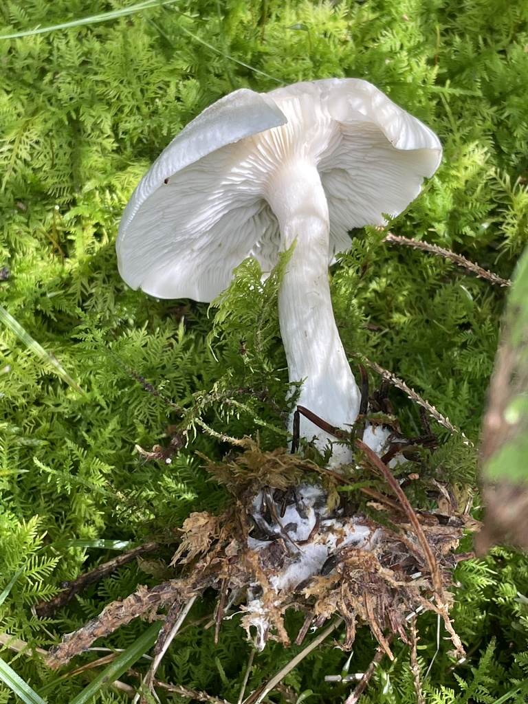 Aniseed Funnel · August 2026 · photo: Photo: (c) Mical, some rights reserved (CC BY) · iNaturalist