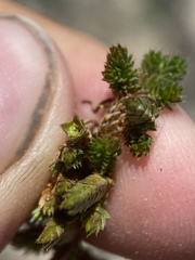 Selaginella watsonii
