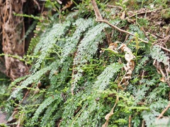 Asplenium tenuifolium
