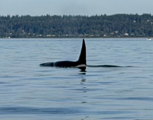 Bigg's Killer Whale