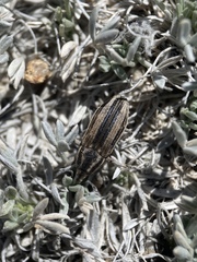 Scaphomorphus