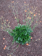 Geum coccineum