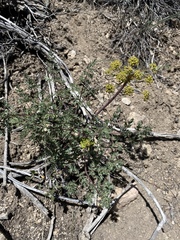 Lomatium dissectum dissectum