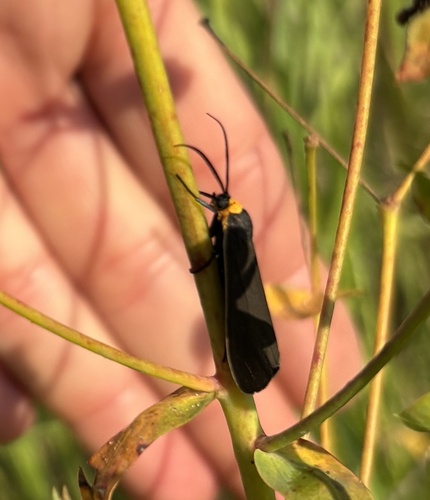 Yellow-collared Scape Moth