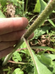 Silphium asperrimum