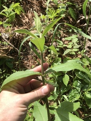 Silphium asperrimum