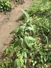 Silphium asperrimum