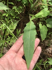 Silphium asperrimum