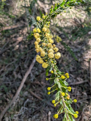 Kangaroo thorn