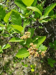 Crataegus castlegarensis