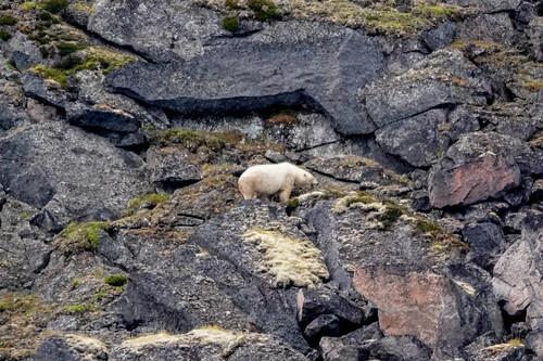 Black Bear sighting near Baffin