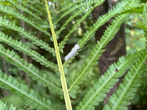 Hickory Tussock Moth
