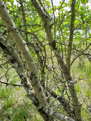 Crataegus castlegarensis