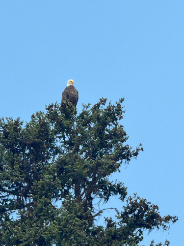 Bald Eagle
