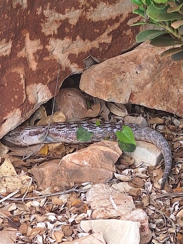 Common Bluetongue