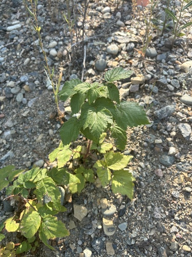 red raspberry