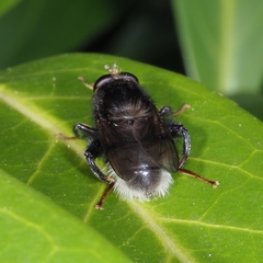 Criorhina ranunculi