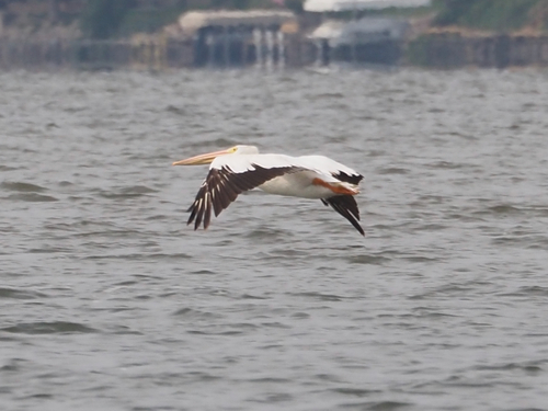 American White Pelican