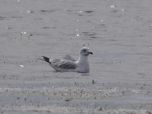 Ring-billed Gull