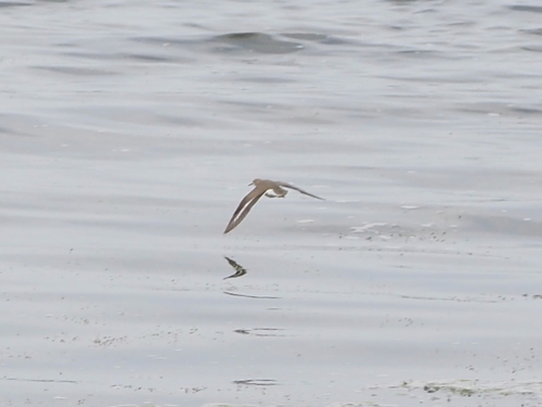 Spotted Sandpiper