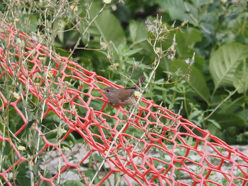 Northern House Wren