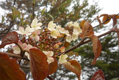 Viburnum furcatum