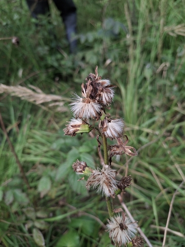 Ligularia sibirica