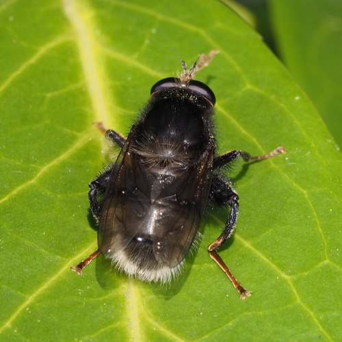 Large Bearfly
