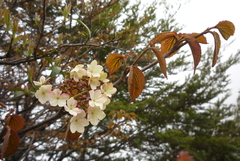 Viburnum furcatum