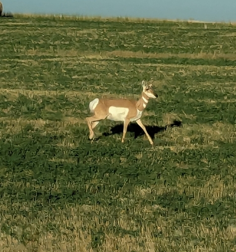 Pronghorn