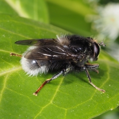 Criorhina ranunculi