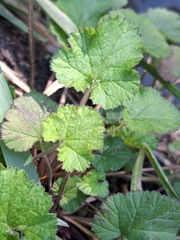 (c) Mel Whiting, some rights reserved (CC BY) Pelargonium inodorum, photograph (c) Mel Whiting, some rights reserved (CC BY)