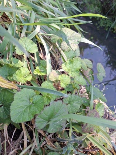 Pelargonium inodorum, photograph 5