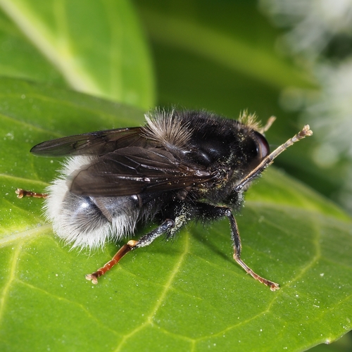 Large Bearfly