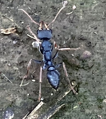 Jack Jumper Ant