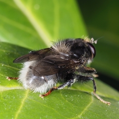 Criorhina ranunculi