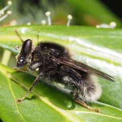 Criorhina ranunculi