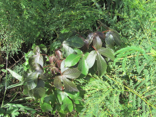 Jatropha gossypiifolia