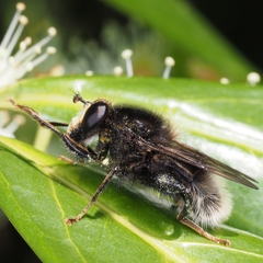 Criorhina ranunculi