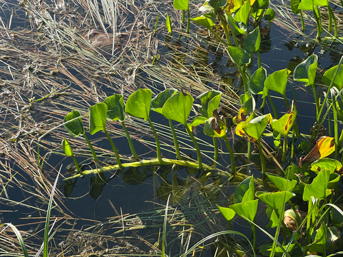 marsh calla
