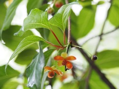 Schisandra arisanensis