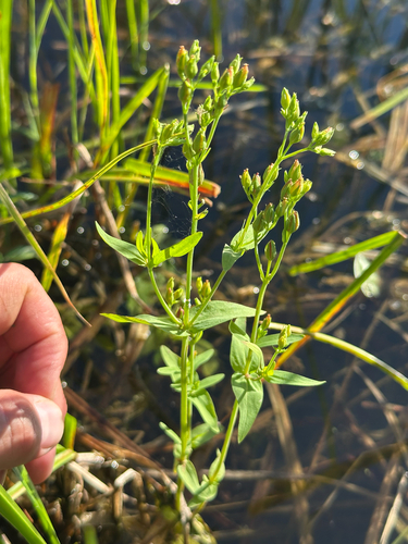 large canadian st. john's-wort