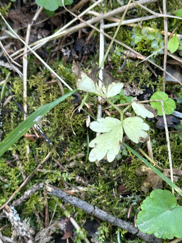 Moschatel